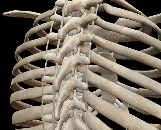 thoracic-cage-vertebrae-spine-ribs-posterior